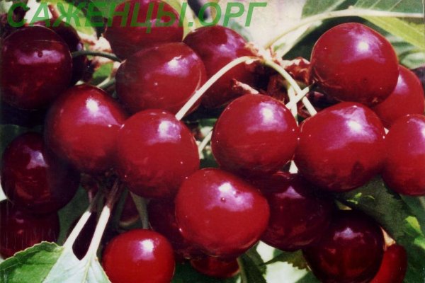 Не могу зайти на кракен