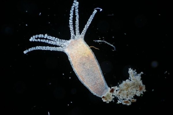Kraken site