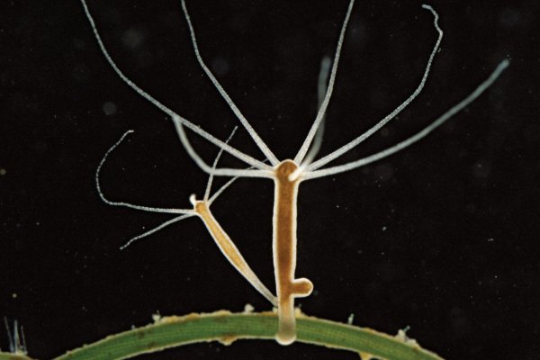 Кракен актуальные