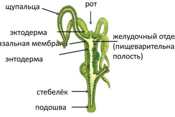 Найти зеркало кракена