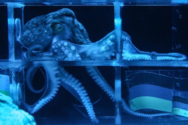 Kraken это современный маркетплейс
