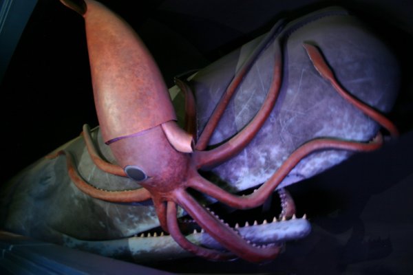 Kraken 18at зеркало