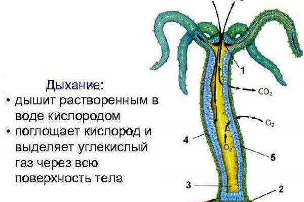 Кракен ссылка pw